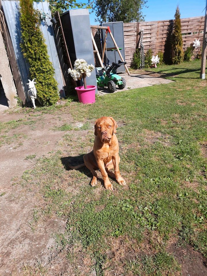 Bordeaux dogge 6 monate in Schermbeck