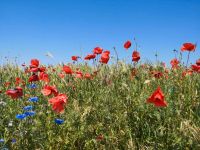 Haus zur Miete in ländlicher Lage gesucht Nordrhein-Westfalen - Raesfeld Vorschau