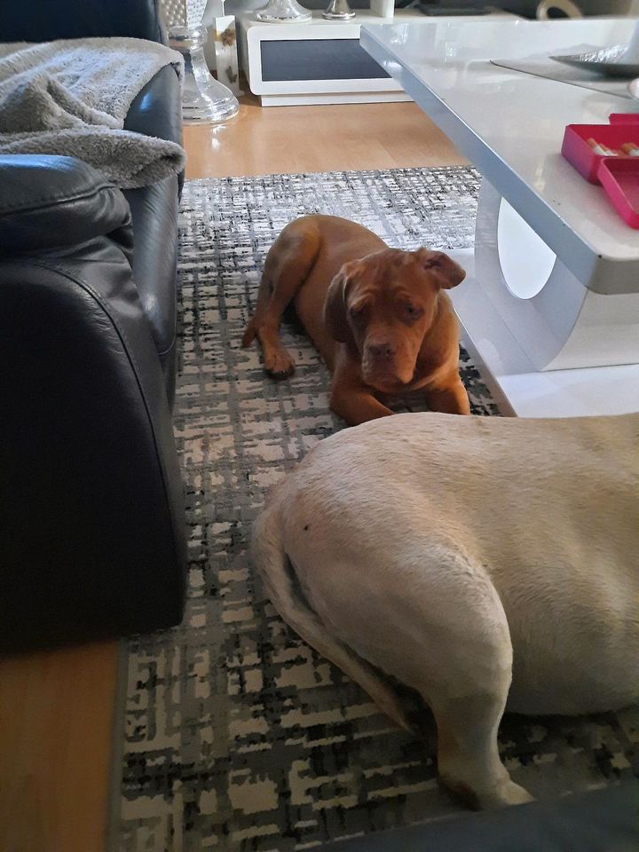 Haus oder...zur Miete gesucht ab 01.10.22 in Schermbeck